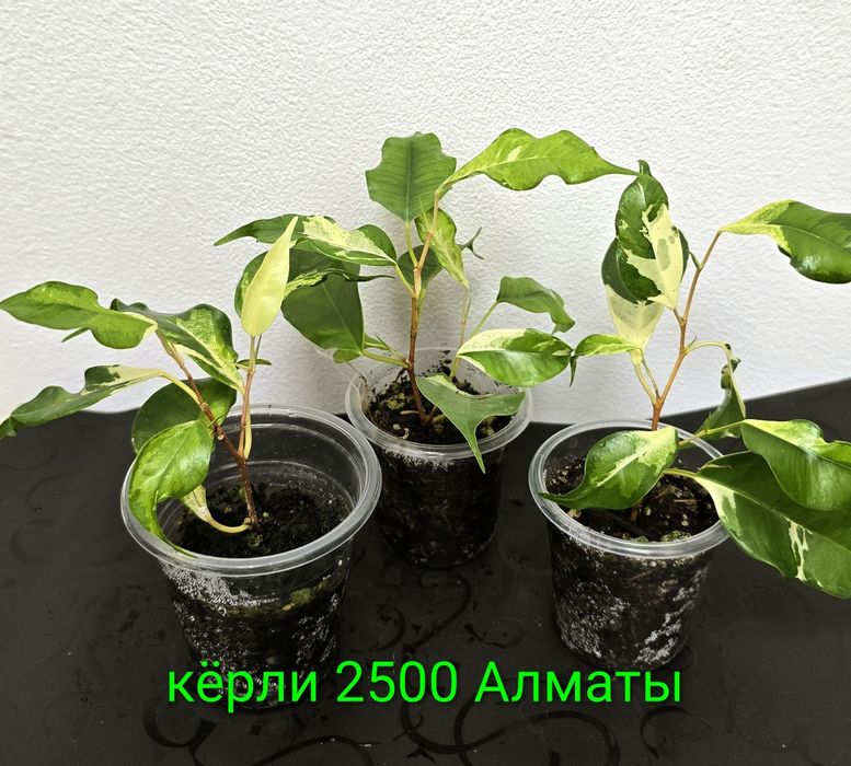 Фикусы разные, прекрасные