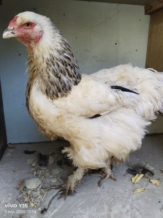 Brama tovuqlar 170000 soʻm