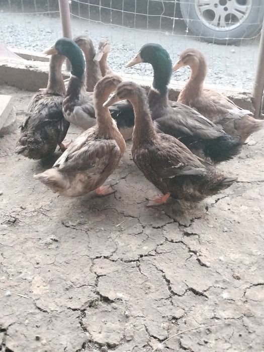 Vând oua de rata rouen