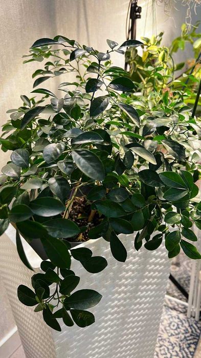 Мурайя - это  дерево японских Императоров