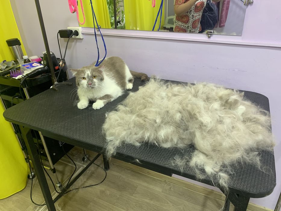 Профессиональные услуги грумера