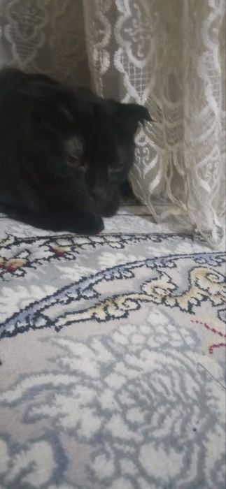 Шотландская породистая кошка