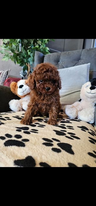 Той пудел[toy poodle)] Лицензиран развъдник