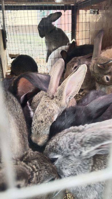 Королик сатылады