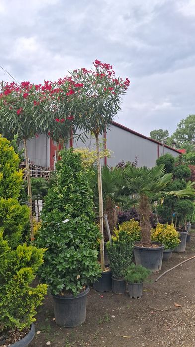 Amenajez spați verzi plante ornamentale mesteacăn tei
