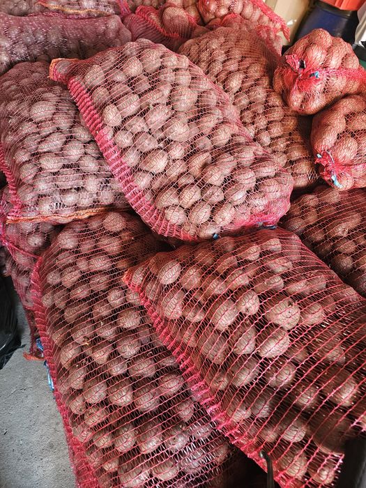 Cartofi de sămânță