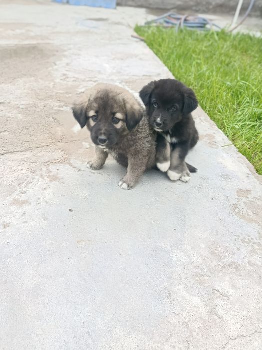 Tozza bo'ribosarlar sotiladi 2 ta  To'gdan keltirilgan 4 oylik  e