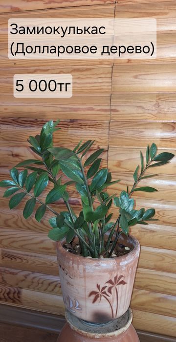 Комнатные растения