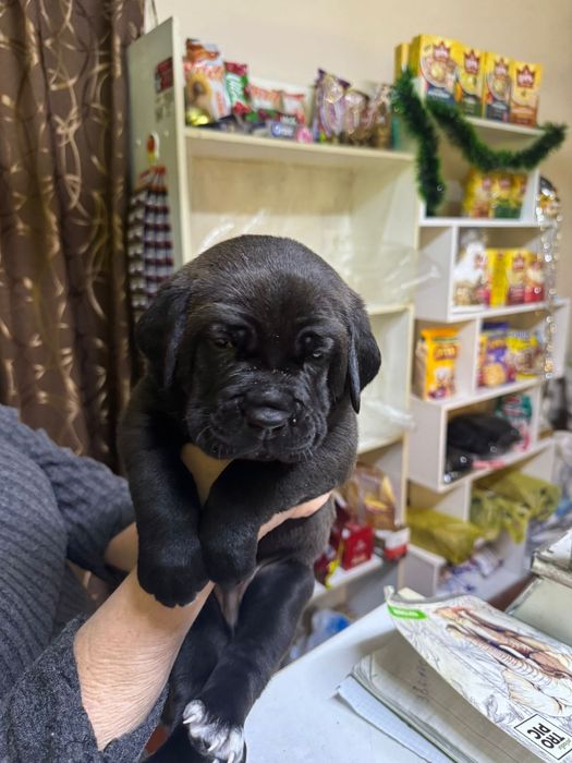 Щенки Коне Корсо продажа