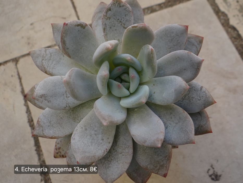 Сукуленти Echeveria различни видове