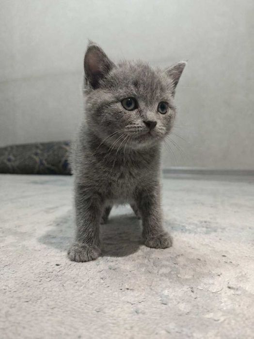 Котята домашние Скотиш страйт