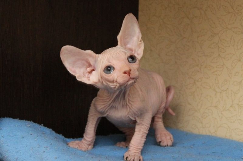 Котята канадского сфинкса