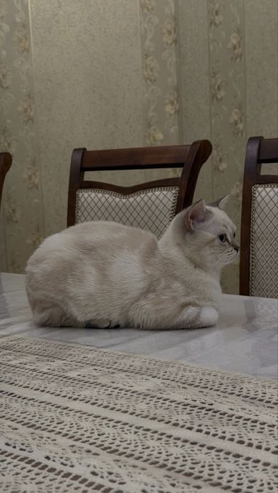 Продам кота Скоттиш Фолд