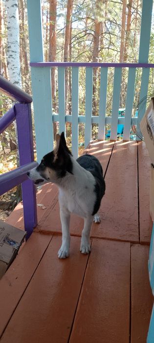 Классный щенок ищет дом!