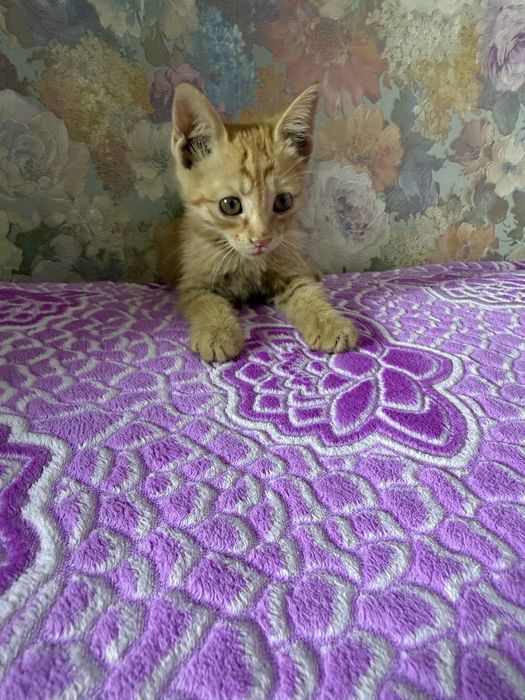 Котенка девочка в добрые руки!!!