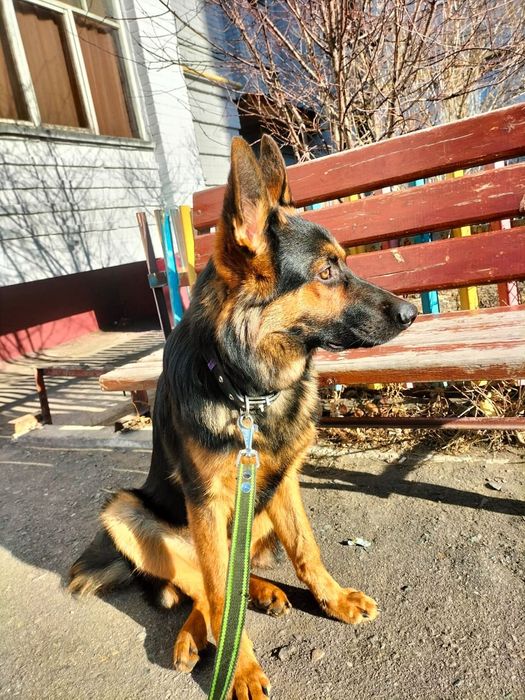 Вязка кобель немецкой овчарки