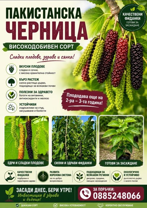 Пакистанска черница