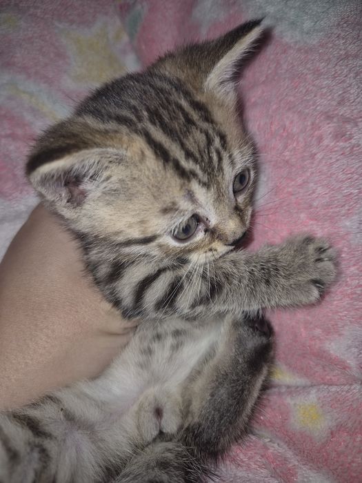 Отдам котенка-метис