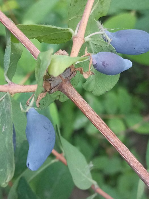 Жимолость "Принцесса Диане"