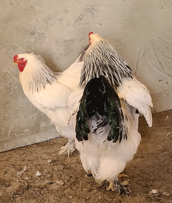 GIGANT SVETLI BRAMA xo‘rozla sotiladi