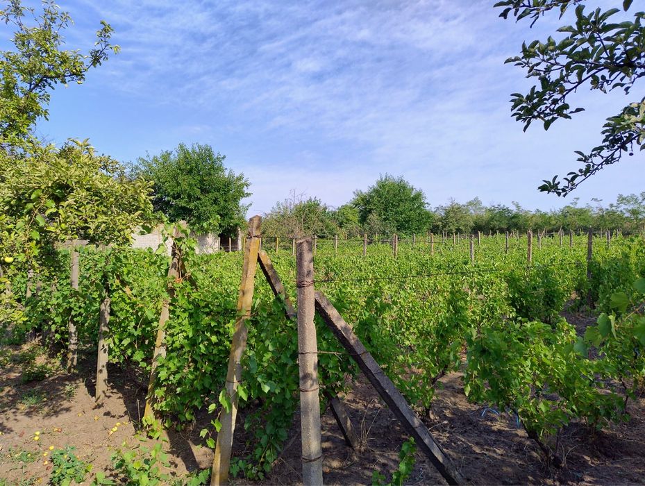 Vand loc de casa Tg. Bujor 1860mp