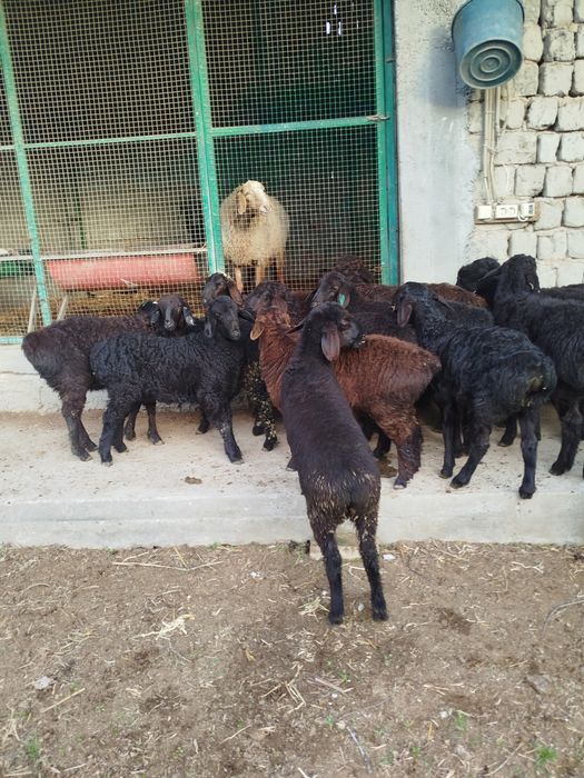 Quzilar sotiladi 2500mlndan 3mln500mingacha bor