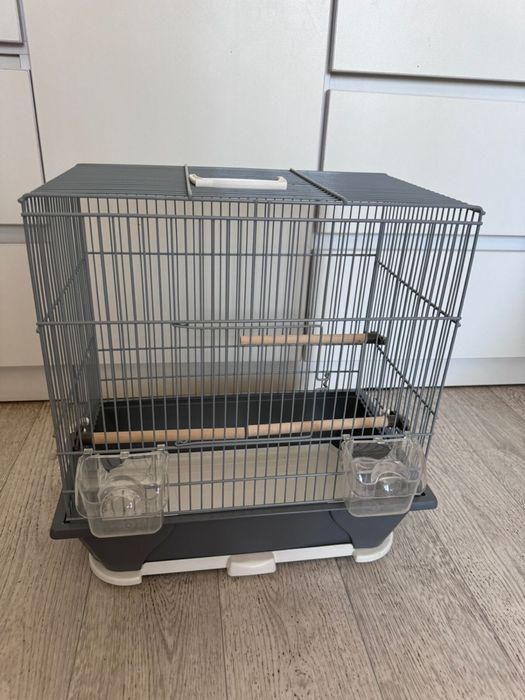 Попугай Чех выставочный ручной