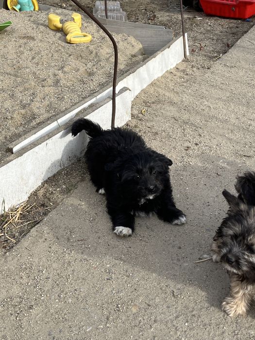 Catelus frumos si jucaus