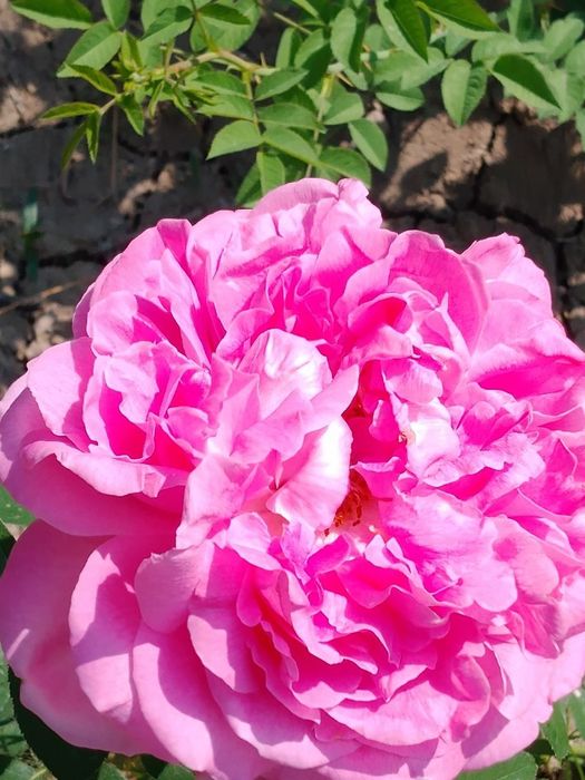 Atirgul kochatli arzon narxlarda