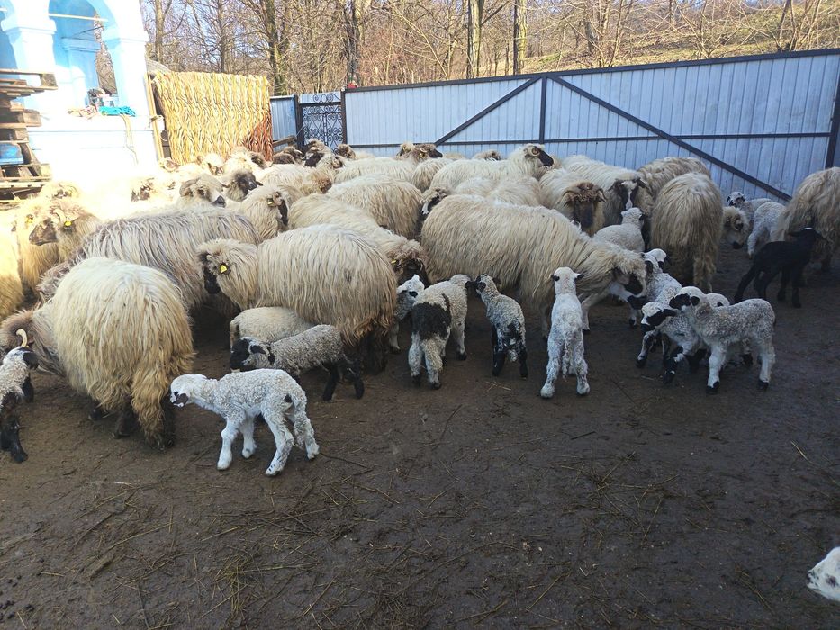 Vând 50 de oi cu miei lângă ele tinere miori și strămiori