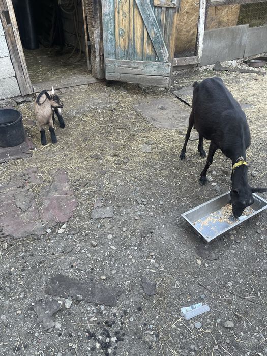 Vand capre alpin francez