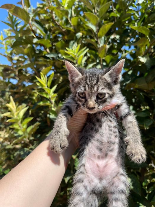 Маленькие котята