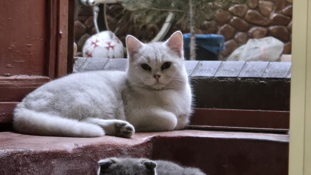 Britan Seribristiy Shenshila toza qon ug'il va qiz