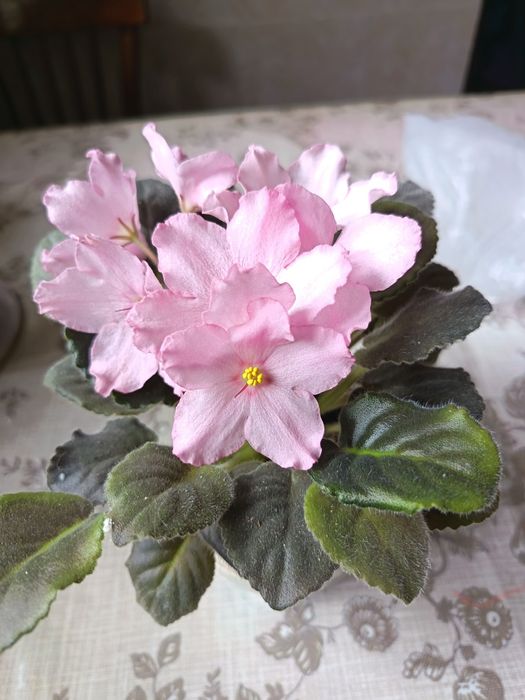 Продаётся фиалка  АВ-Испуганная Нимфа