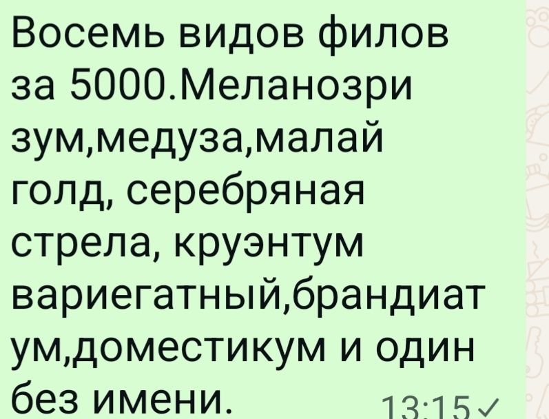 Набор филодендронов