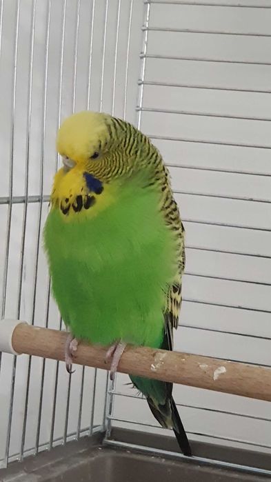 Perusi standard - Un baiat olive green si o femela light green -12luni