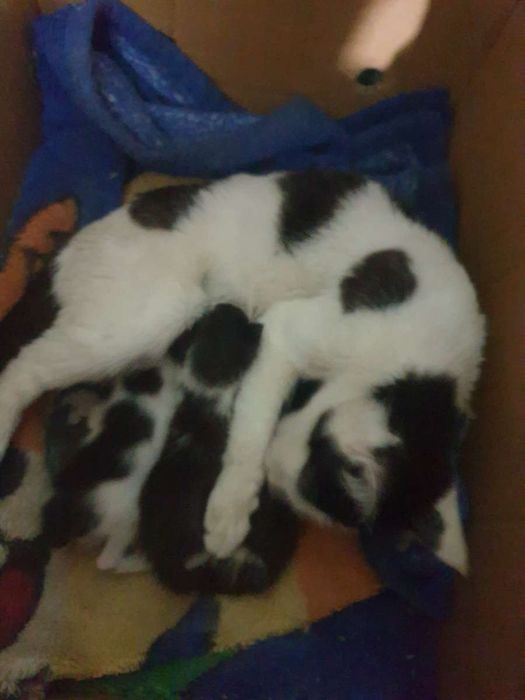 Отдам маму кошку с котятами в хорошие руки город навои