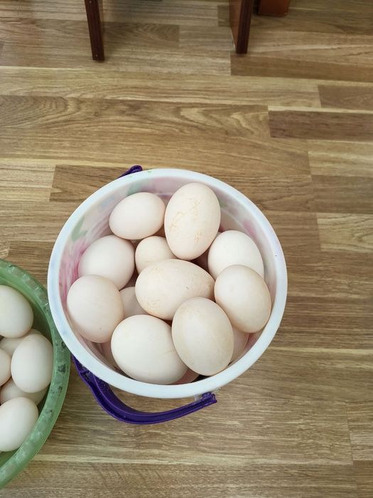 Продаю утиные и гусиные яйца