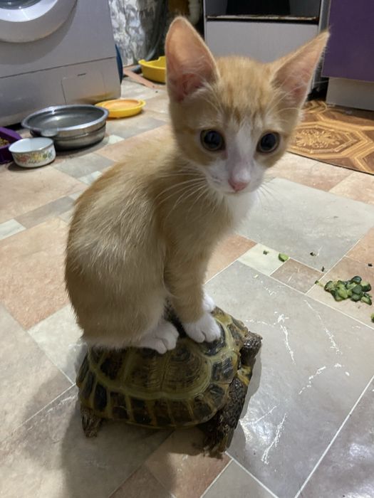 котенок по имени Варг