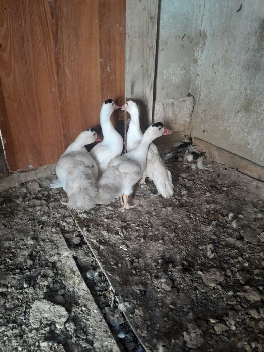 Шәуеттегі пленка