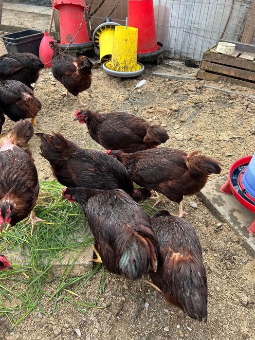 Puisori și ouă Rhode Island