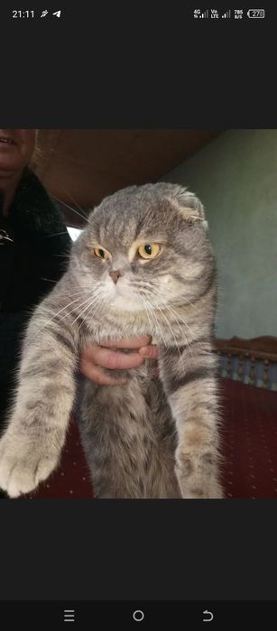 Erkak birtandki mushuk sotilad