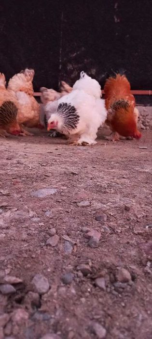 Brama Tuxumlari sotiladi