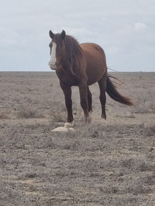 Айғыр сатылады. Кушум