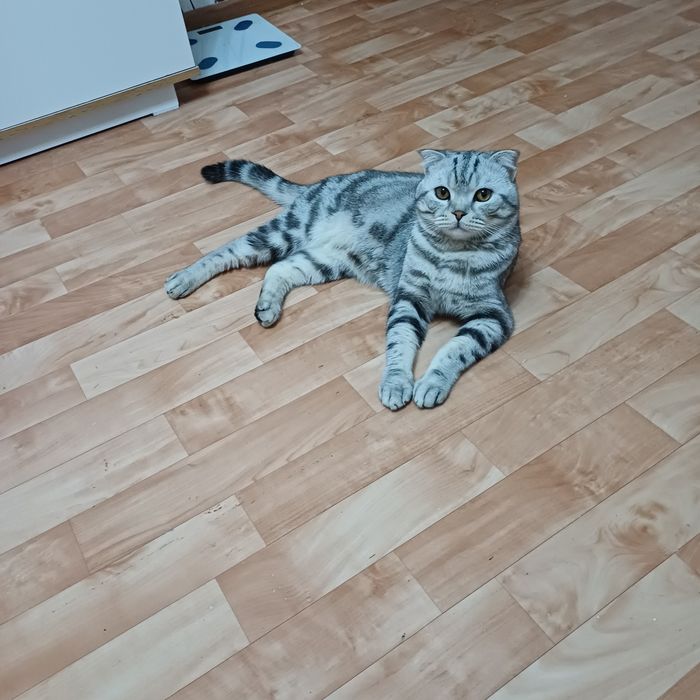 котята шотландские