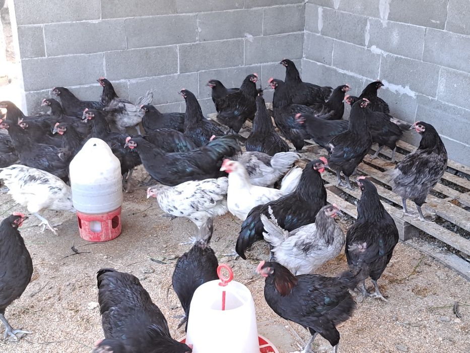 Vând cocoși tineri Australorp de 2,3 luni