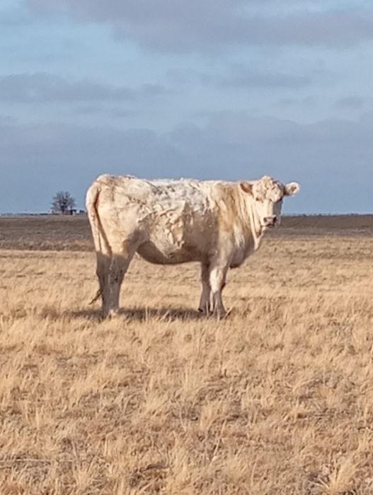 Продаются коровы