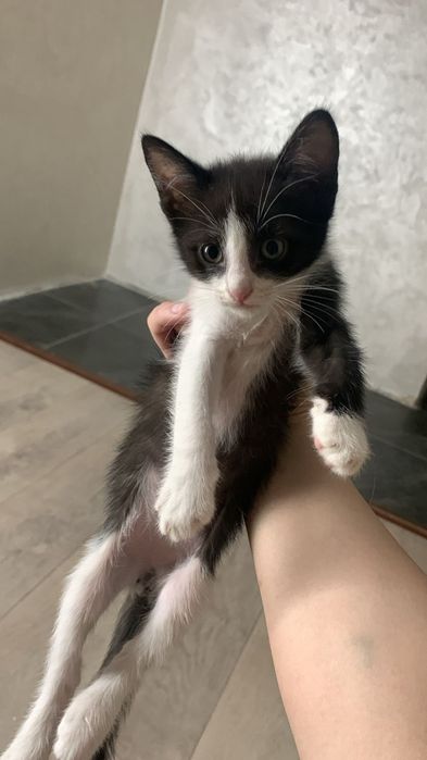 Котята маленькие