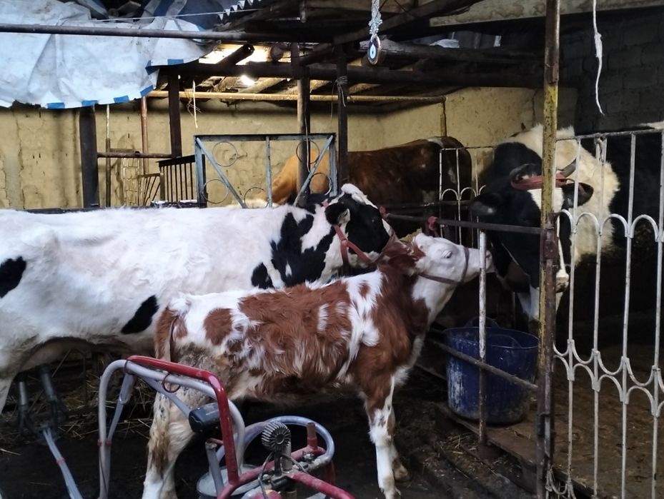 Бузогча сотилад йеб ичиши зур