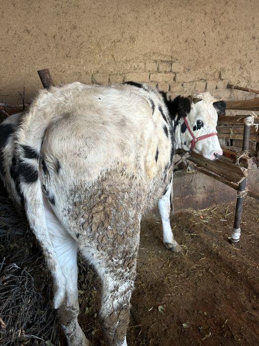 Продам продам срочно